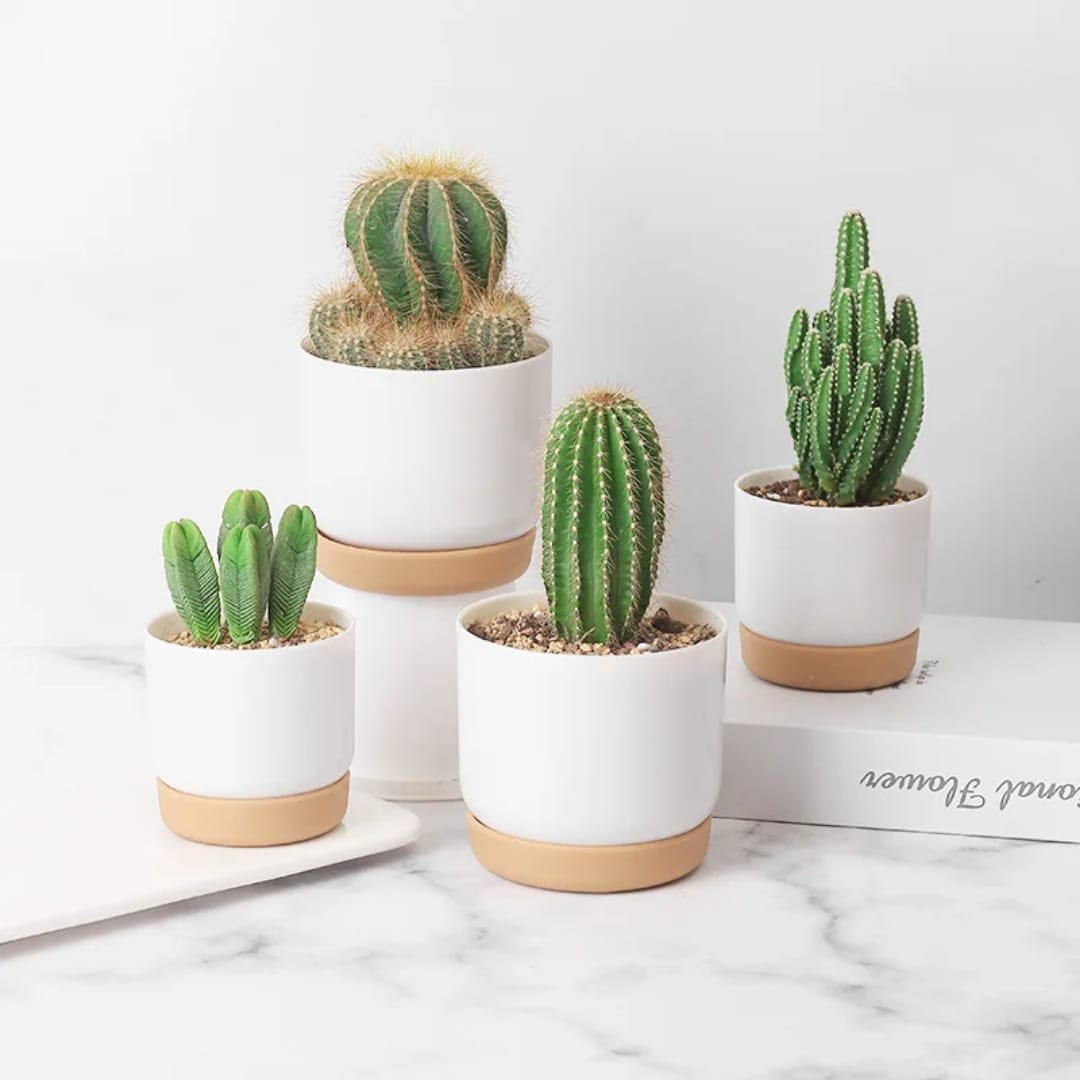 Small Plant Pot